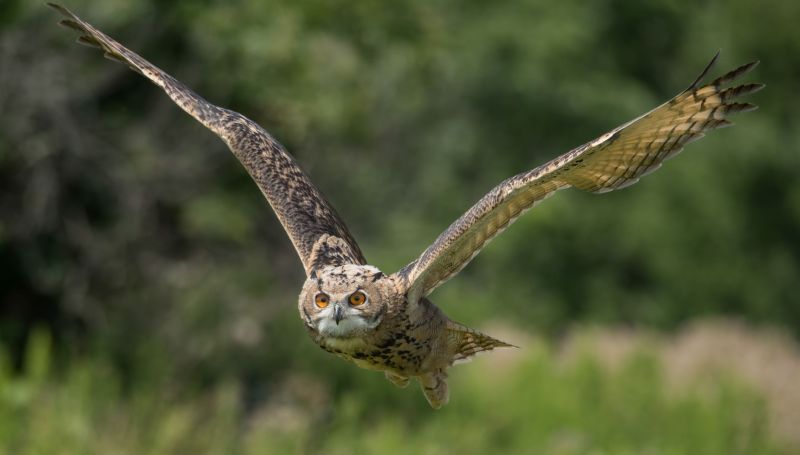 EAGLE OWL