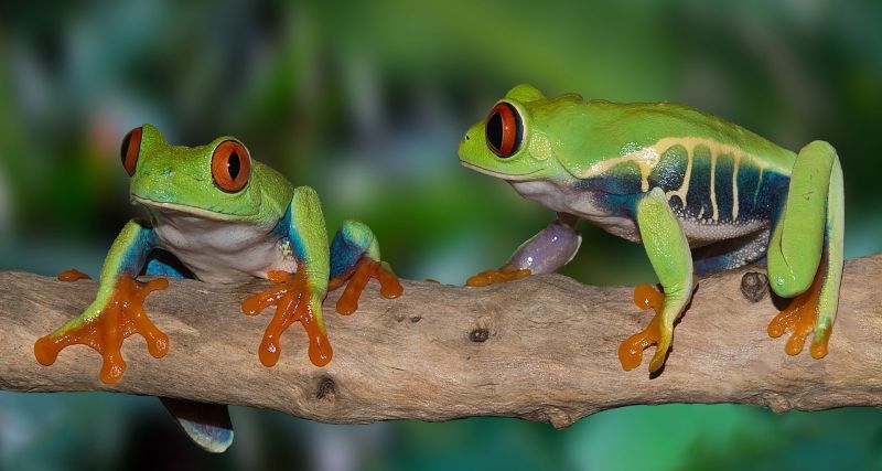 RED EYED FROGS