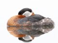 Grebe at rest