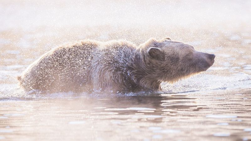 19-126-grizzly_bear_shaking_water_off