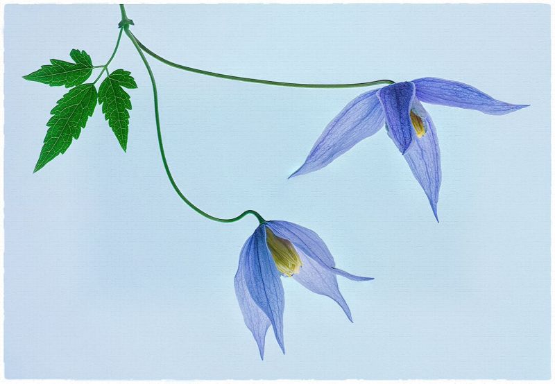 Simply Clematis