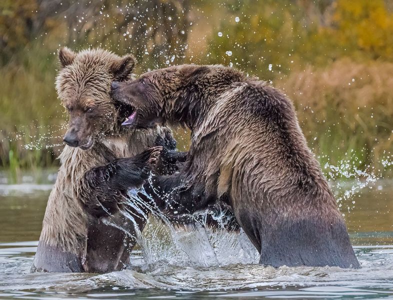 Grizzly Bear Cubs Fighting