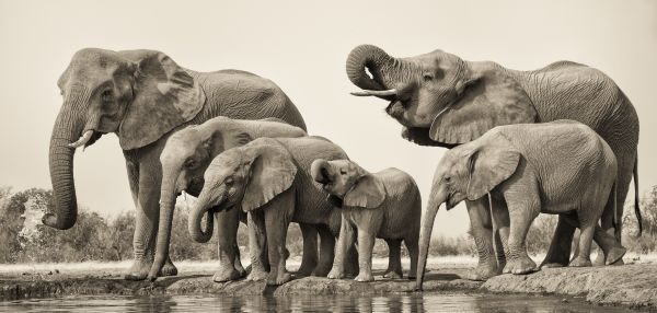 Elephant Generations At Waterhole
