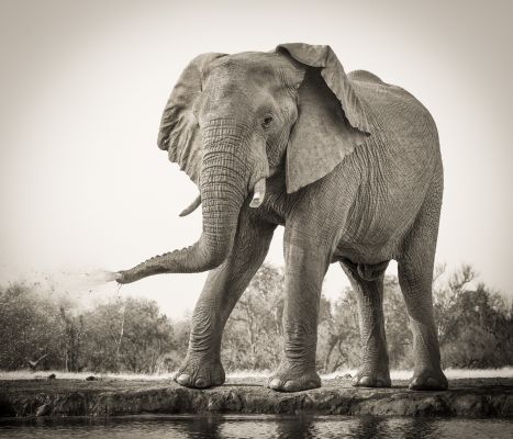 Elephant At Waterhole