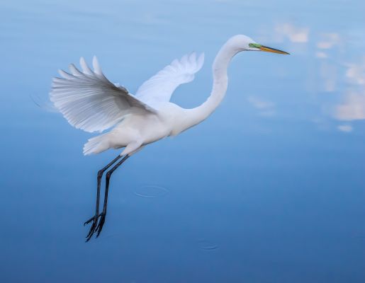 Great Egret Gliding Over Cloud Reflections
