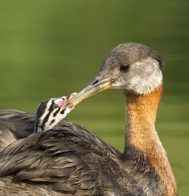 Red Necked Grebe And Chick