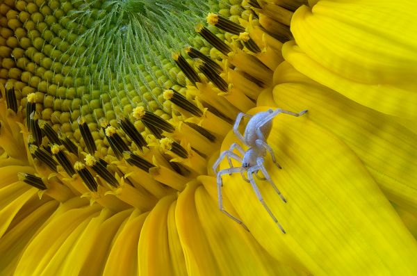 Sac Spider on Sunflower