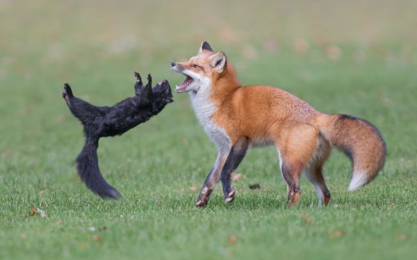 Red Fox With Prey
