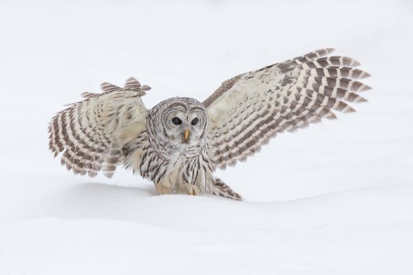 Barred Owl Catching Prey