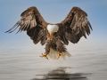 Bald Eagle - Ready to Land