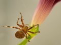 Brown Orb-Weaver Spider