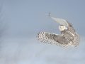 Snowy Owl Taking Off