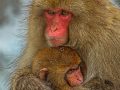 Baby And Mom Snow Monkey