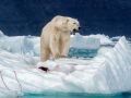 Polar bear ready to protect its food
