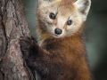 Pine Marten