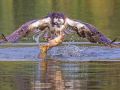 Osprey with big catch