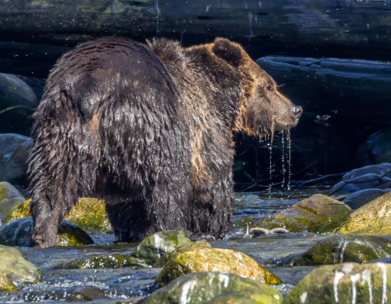 Grizzly on the prowl