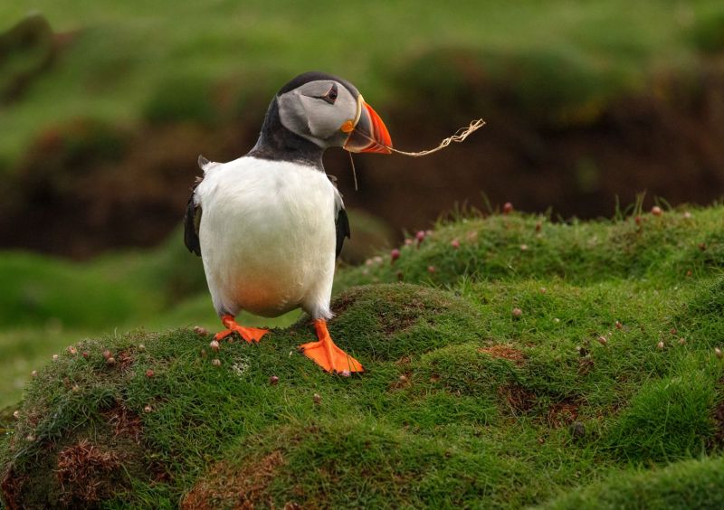 Puffin scouting a nest site