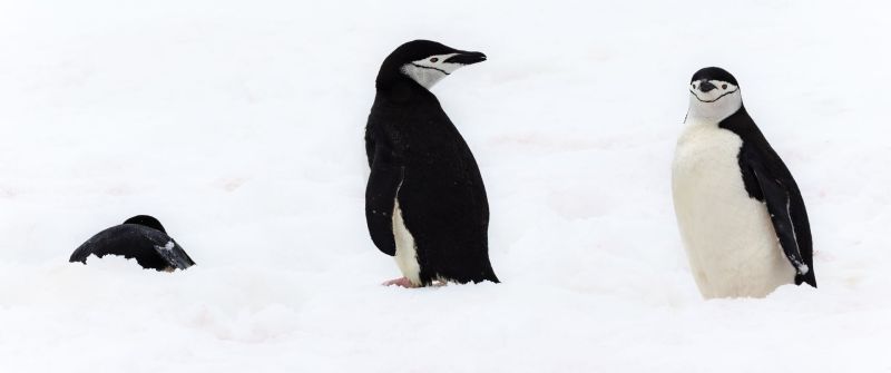 Trio of penguins