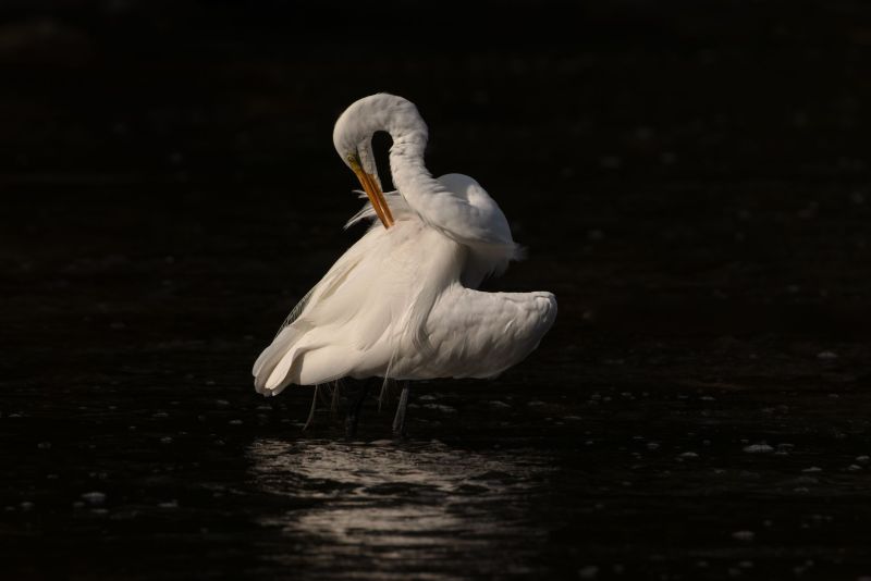 Egret preening