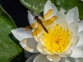 Eastern Amberwing dragonfly (Perithemis tenera)