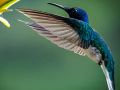 A Hummingbird