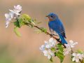 Bluebird in blooms