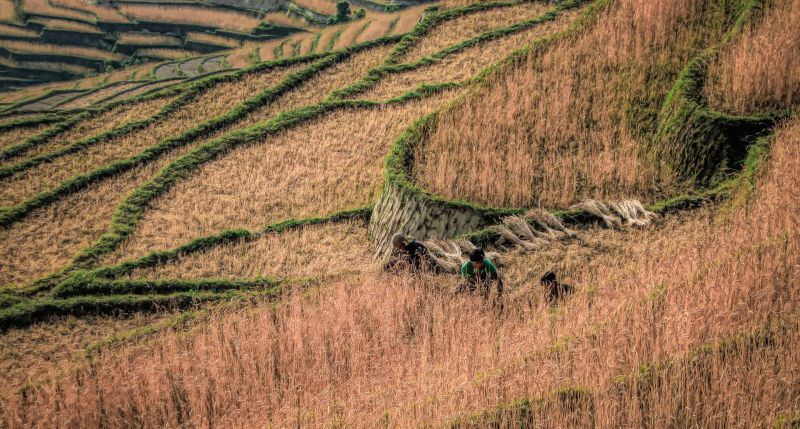 Steps for harvest in Nepal